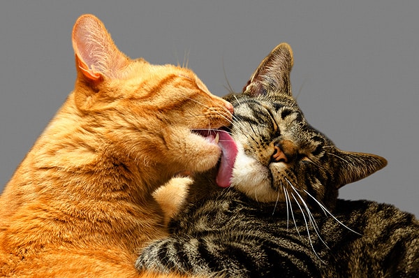 Ask a Vet How Contagious Is Feline Herpes? Catster