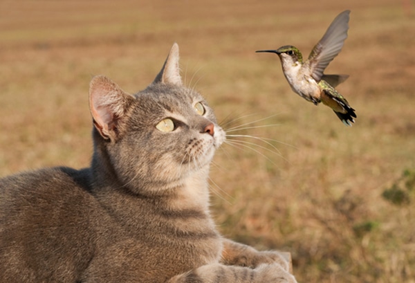 Best Domestic Cats For Hunting Best Domestic Cats For Hunting