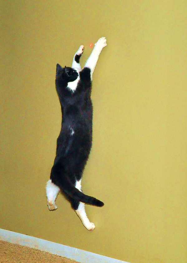 are laser pointers bad for cats reddit