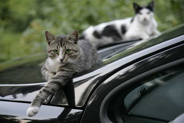 Image result for cats and cars
