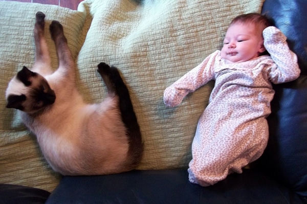 How Did Your Cat React To New Kitten How Did Your Cat React To New Kitten
