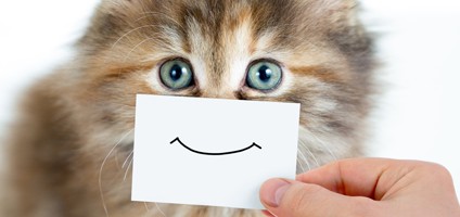 Image result for happy cat