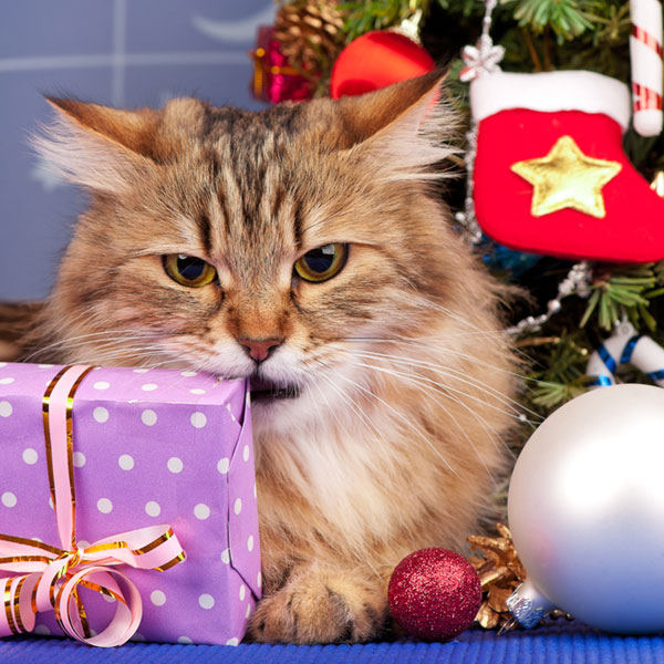 6 Safety Tips For Cat Owners Catster 6 Safety Tips For Cat Owners Catster