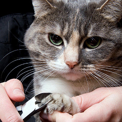A Vet's Perspective: How to Trim Your Cat's Claws, and Why You Should | Cats
