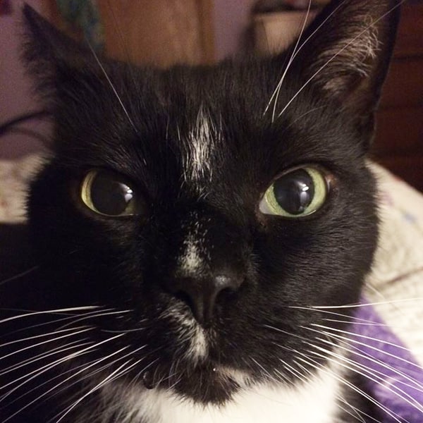 Why is my cat drooling all of a sudden >