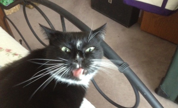 Cat Licking Mouth Making Noise Cat Licking Mouth Making Noise