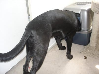 Product To Make Dogs Stop Eating Cat Poop Product To Make Dogs Stop Eating Cat Poop
