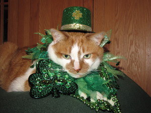 Image result for cat celebrating st. patricks day