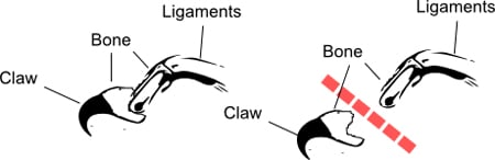 can you declaw a 7 things you should before you declaw your cat catster can you declaw a 7 things you should before you declaw your cat catster