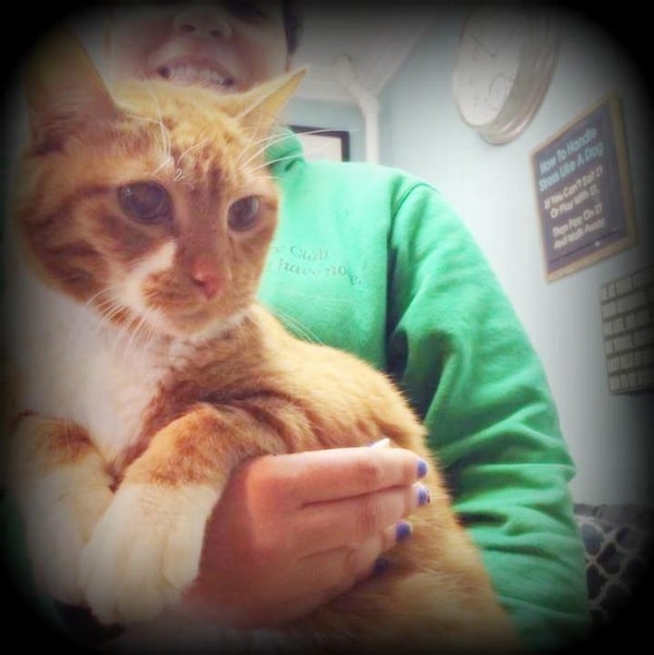 LOST Orange tabby cat! Very friendly and dapper! Last seen in East