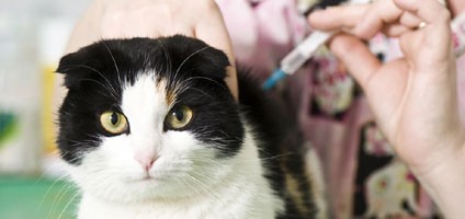Can Cats Get Diabetes? - Catster
