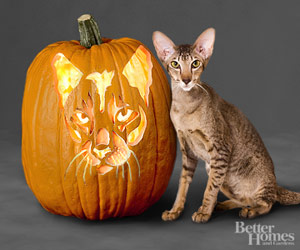 Image result for jack o lantern with cat