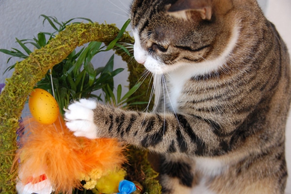Image result for cats and easter baskets
