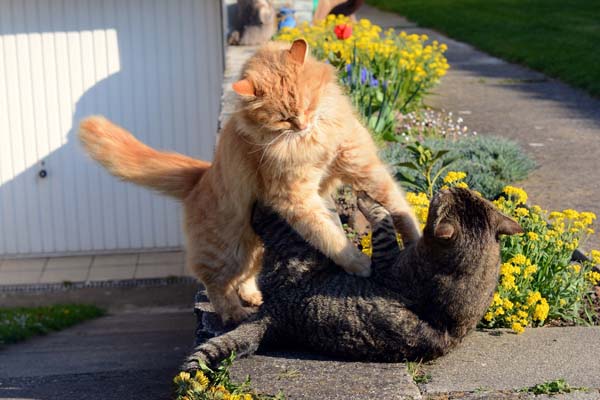 Cat Behavior How to Stop the Violence of a Cat Fight Catster