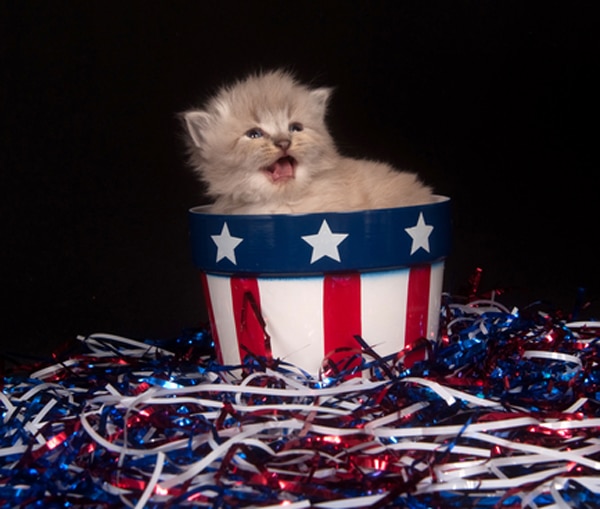 Cats and Fireworks The 5 Stages of Grief Catster