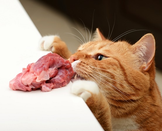 Fussy Cat Cat Food Cheap Fussy Cat Cat Food Cheap