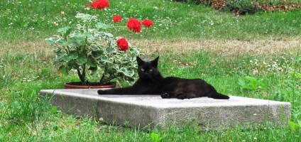 Natural Treatment For Fading Kitten Syndrome Natural Treatment For Fading Kitten Syndrome