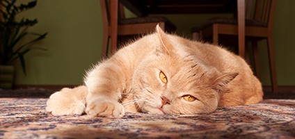 british shorthair teddy bear cat breed