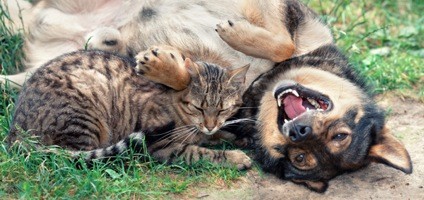 Cats and Dogs