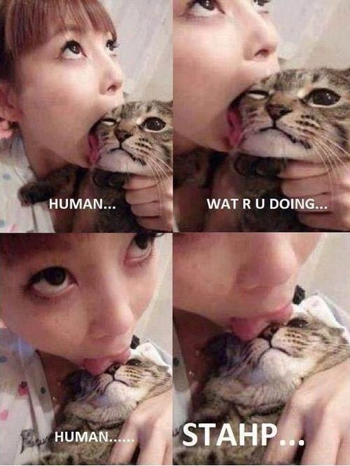 Serious Question Have You Ever Licked Your Cat Catster