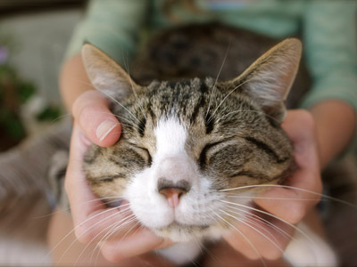 when is a considered a senior when is a cat considered a senior catster when is a considered a senior when is a cat considered a senior catster