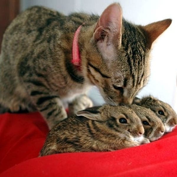 International Rabbit Day Can Cats and Rabbits Live Together? Catster