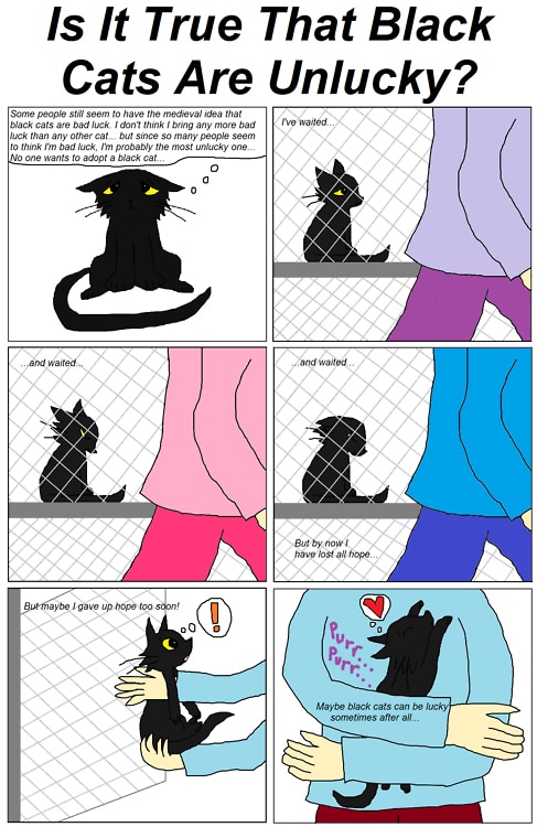 I’m SO Over the Myth of Black Cats as Bad Luck. Are You? - Catster