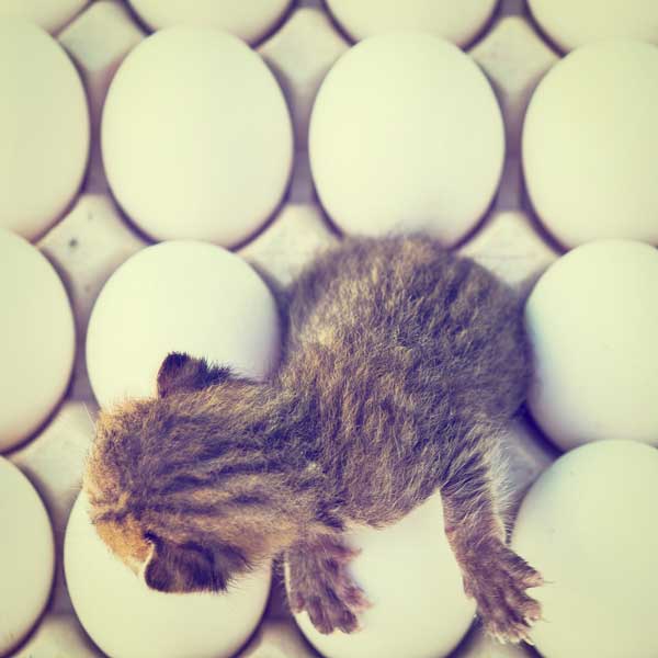 jelly cat eggs