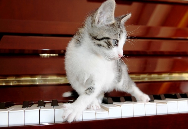 My Cat Plays Piano, Really! Does Your Cat Have Musical