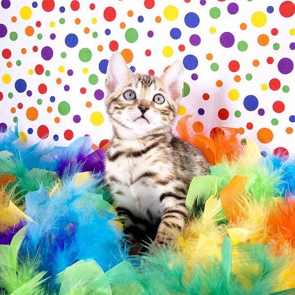 how to avoid looking at things that are not cats catster kitten christmas ornament