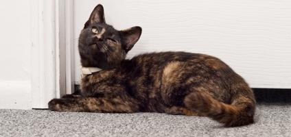 Why Does My Indoor Cat Not Use The Litter Box Why Does My Indoor Cat Not Use The Litter Box