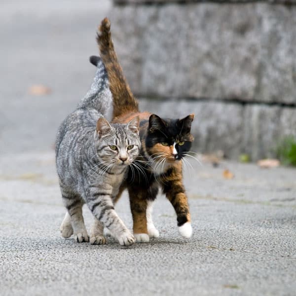 Cat No One Dared To Touch Finally Found A Human Who Hugged ...