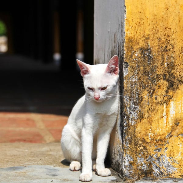 Demodectic Mange in Cats - Symptoms