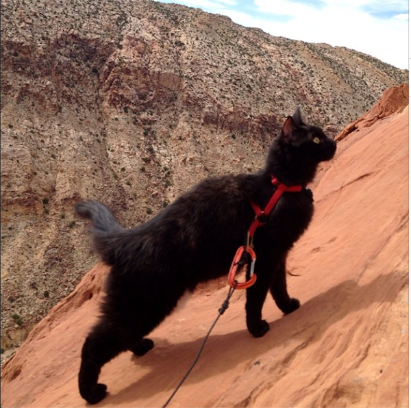 Black Cat That Goes Hiking Moutain Climbing Black Cat That Goes Hiking Moutain Climbing