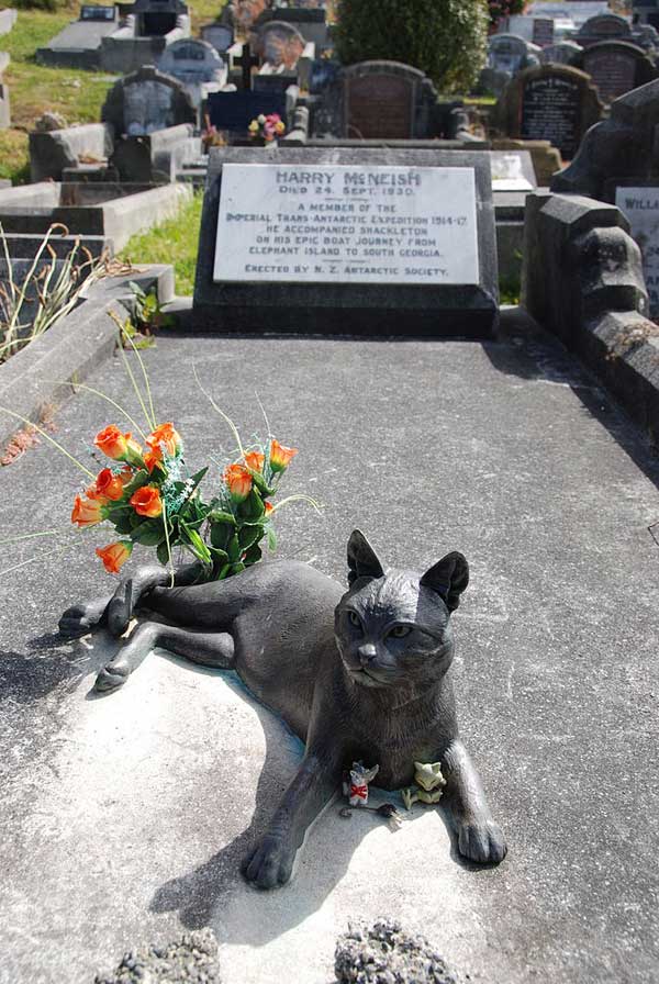 Thar She Mews We Salute 5 LargerThanLife Seafaring Cats Catster