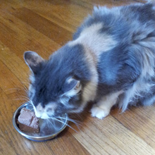 I Switched to Cheaper Cat Food, and I Feel Like a Horrible Person | Catster