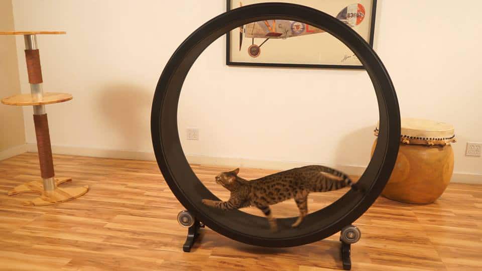 Cat Exercise Wheel for sale compared to CraigsList Only 2 left at 75
