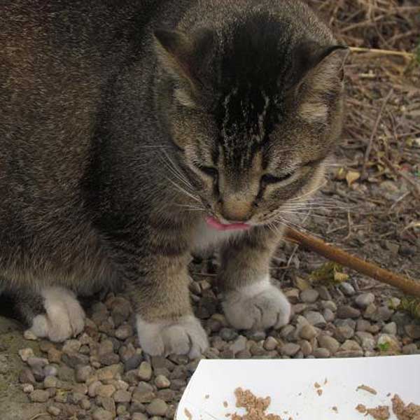 Do Cats Get Sad When Rehomed Do Cats Get Sad When Rehomed