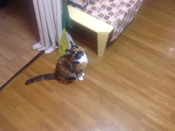My Cat Is Keeping Me Awake At Night My Cat Is Keeping Me Awake At Night