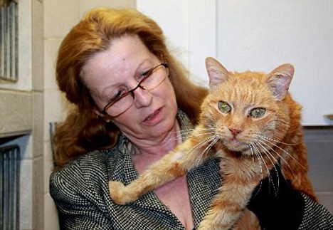 How Long Before A Cat Will Use A Cat Flap How Long Before A Cat Will Use A Cat Flap