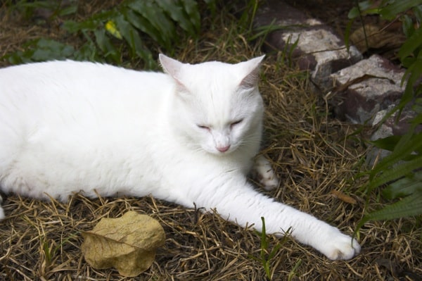 How do you locate breeders of Hemingway cats?