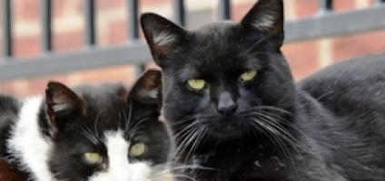 Grieving Cat Won T Eat Grieving Cat Won T Eat