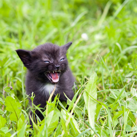 3 Symptoms to Tell That Your Cat Has Rabies - Animal Lova