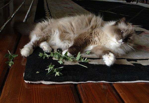 Can A Cat Eat Fresh Catnip Can A Cat Eat Fresh Catnip