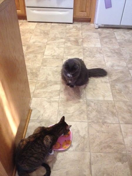 My Cat Only Eats When I M Around My Cat Only Eats When I M Around