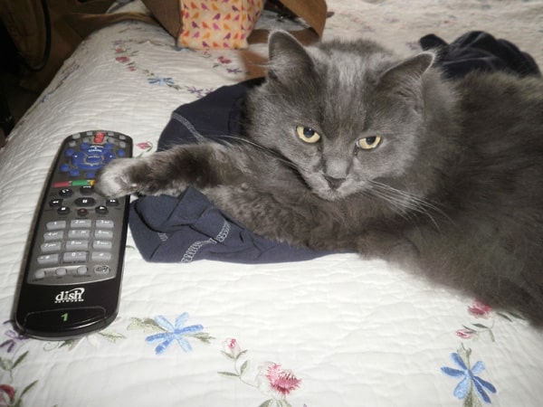 Image result for cats with remote control