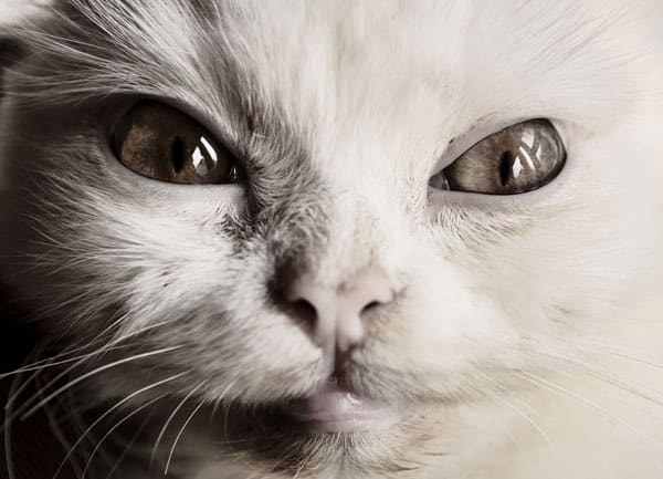 I Was Ambushed by My Neighbors Cat Catster - Scary Cat Makeup I Was Ambushed by My Neighbors Cat Catster - Scary Cat Makeup