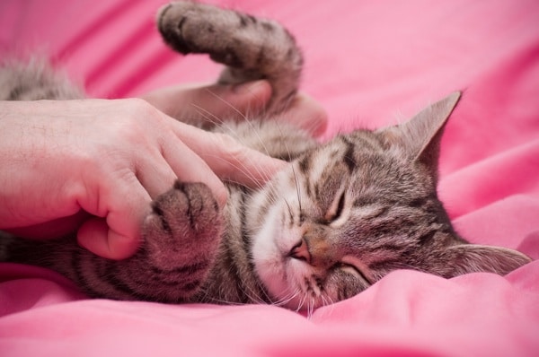 Four Reasons Your Cat’s Scent Glands Are Awesome Catster