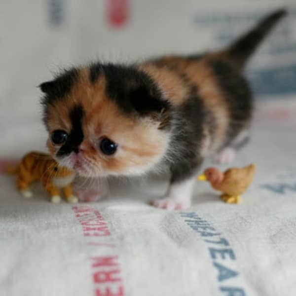 A Grand Tour of Scottish Fold Kittens - Catster
