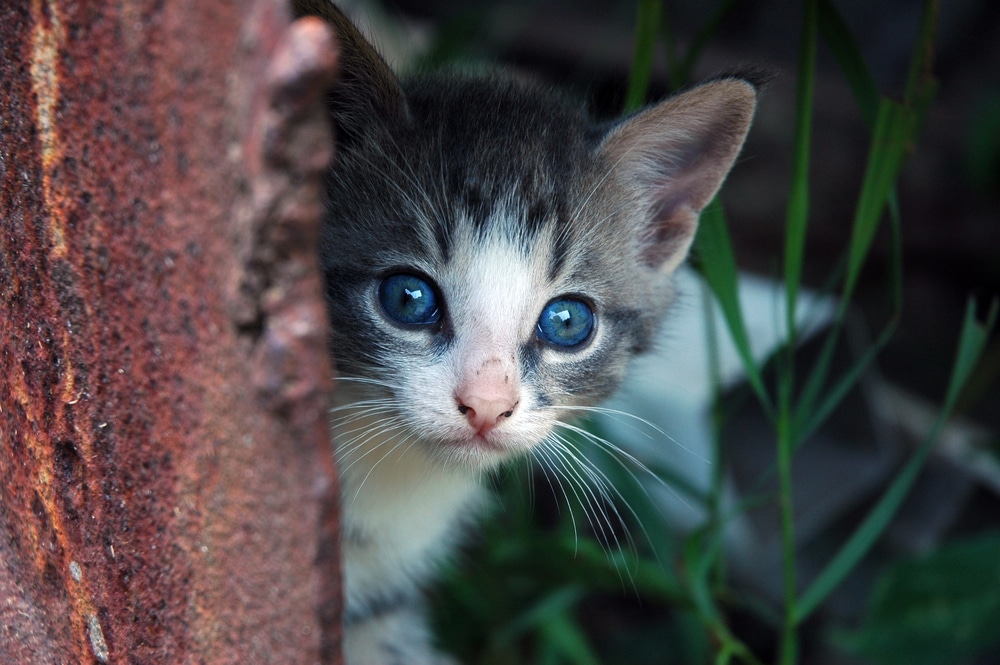 Can You Stop Feeding Feral Cats Can You Stop Feeding Feral Cats